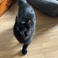 Mainecoon loof #6