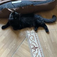 Mainecoon loof #7