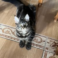 Mainecoon loof #8