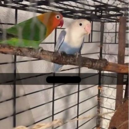 Couple inséparables (mango et plume) #2