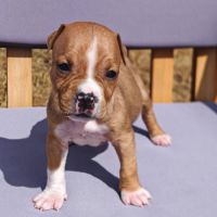 Chiots staff lof paiement 4x #2