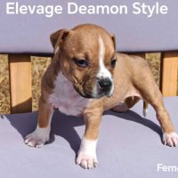 Chiots staff lof paiement 4x