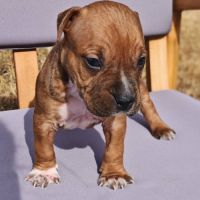 Chiots staff lof paiement 4x #5