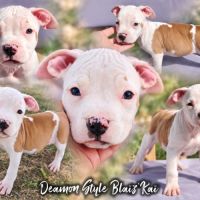 Chiots staff lof paiement 4x #1