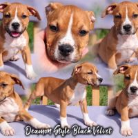 Chiots staff lof paiement 4x #4