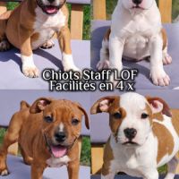 Chiots staff lof paiement 4x