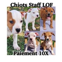 Chiots staff lof/ 10 x