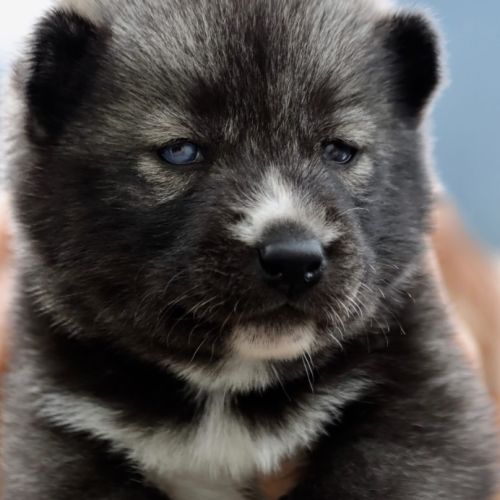 Chiots siberian husky lof #0