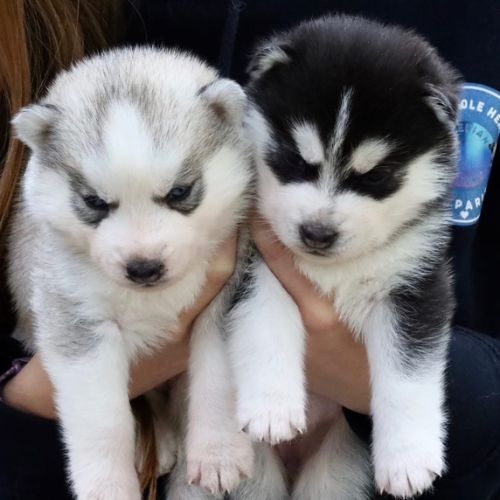 Chiots siberian husky lof #2