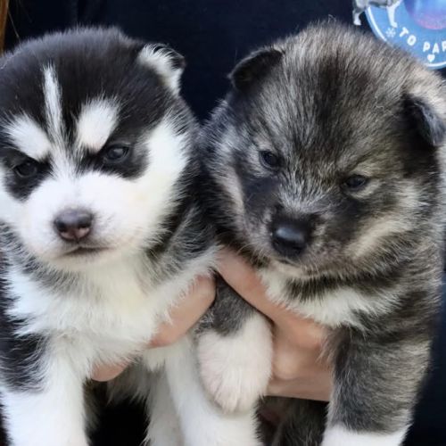 Chiots siberian husky lof #3