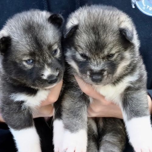 Chiots siberian husky lof #4