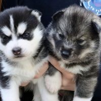 Chiots siberian husky lof #3