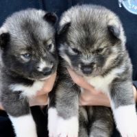 Chiots siberian husky lof #4