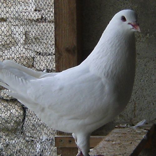 Pigeons de chair