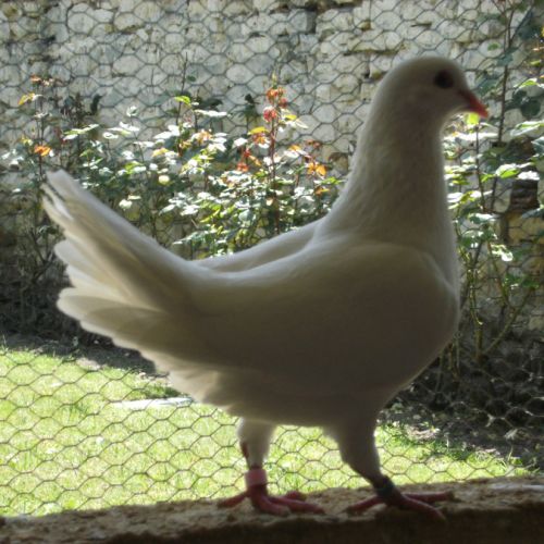 Pigeons de chair #3
