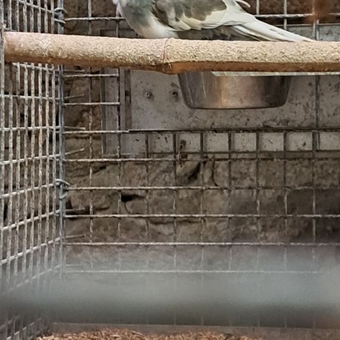 Kakariki bleu