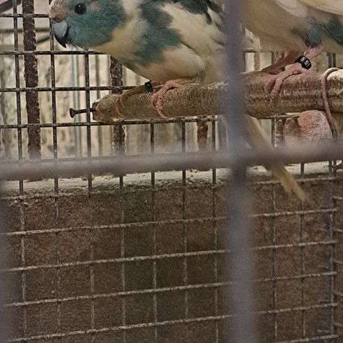 Kakariki bleu #2