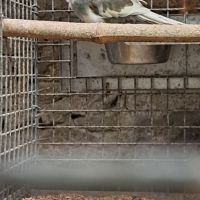 Kakariki bleu #0