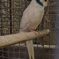 Kakariki bleu #3