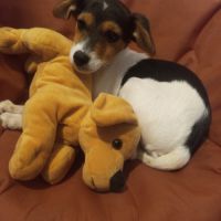 Chiots jack russel mâle et femelle #4