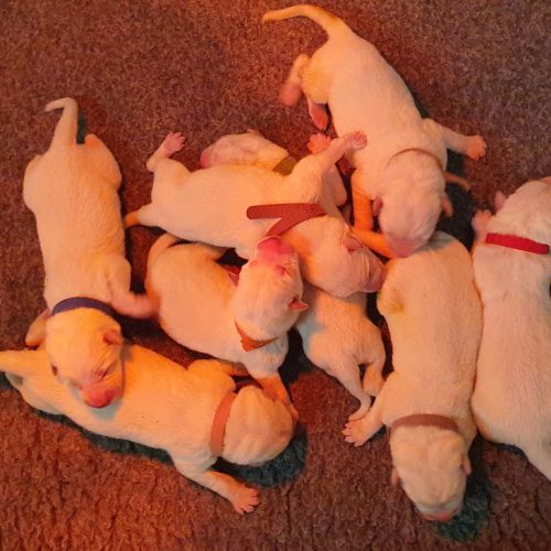 Chiots berger blanc suisse lof à réserver #0