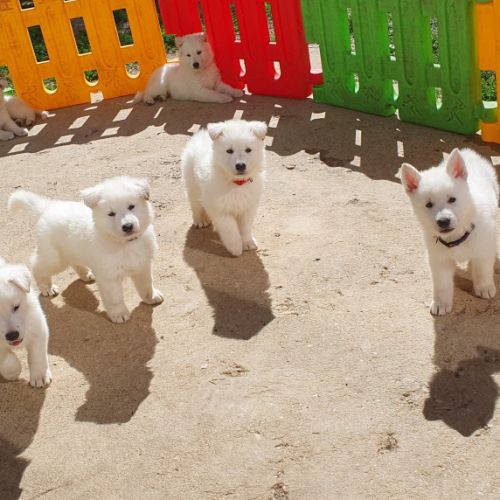 Chiots berger blanc suisse lof à réserver #0