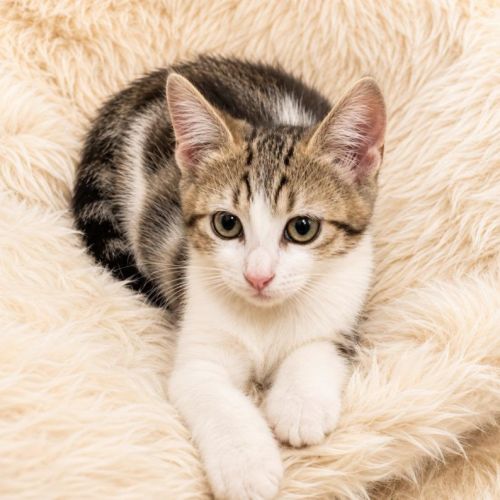 Chaton moscou #0