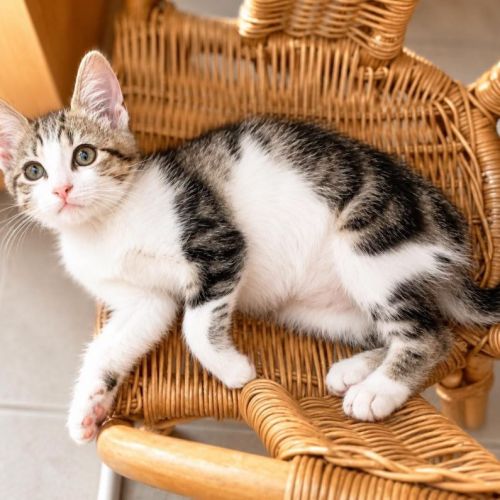 Chaton moscou #3
