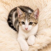 Chaton moscou