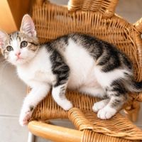 Chaton moscou #3