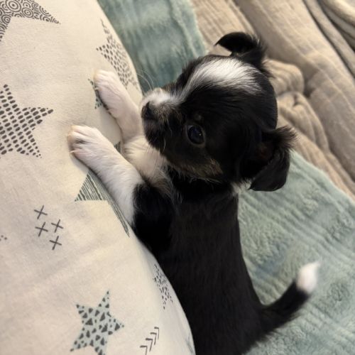 Chiots chihuahua #1