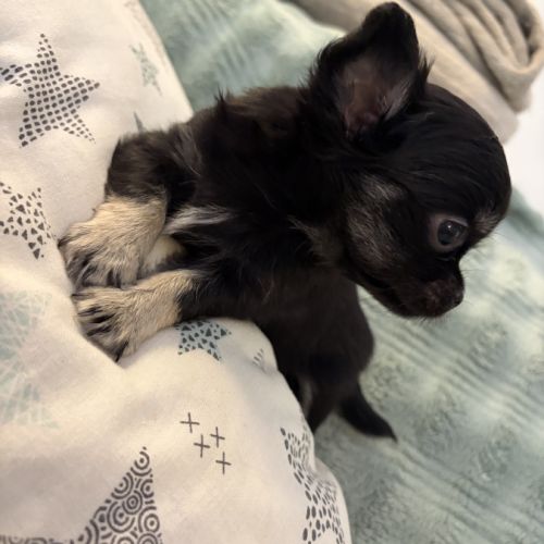 Chiots chihuahua #2