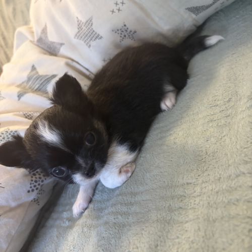 Chiots chihuahua #0