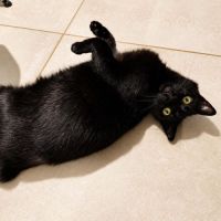 Chatte ninouche