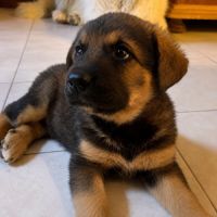 Chiots brindille et brousaille