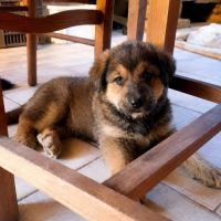 Chiots brindille et brousaille #3