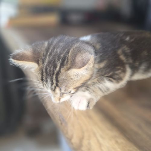 2 chatons à vendre mâle & femelle 400€ #1