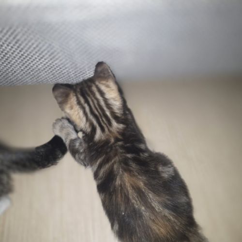 2 chatons à vendre mâle & femelle 400€ #2