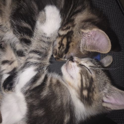2 chatons à vendre mâle & femelle 400€ #5