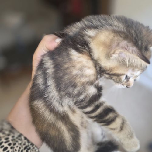 2 chatons à vendre mâle & femelle 400€ #7