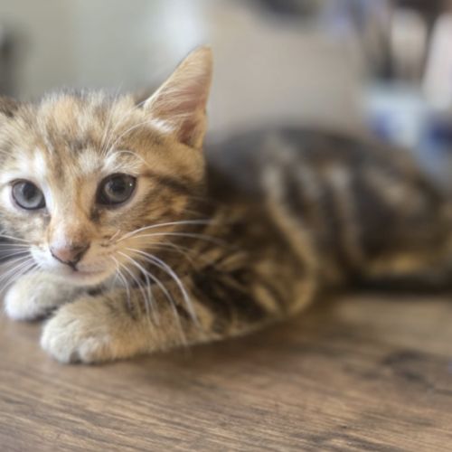2 chatons à vendre mâle & femelle 400€