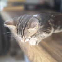 2 chatons à vendre mâle & femelle 400€ #1