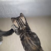 2 chatons à vendre mâle & femelle 400€ #2