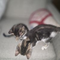 2 chatons à vendre mâle & femelle 400€ #3