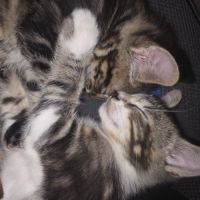 2 chatons à vendre mâle & femelle 400€ #5