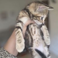 2 chatons à vendre mâle & femelle 400€ #6