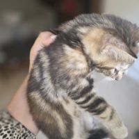 2 chatons à vendre mâle & femelle 400€ #7