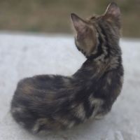 2 chatons à vendre mâle & femelle 400€ #8