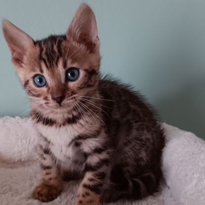 Chaton bengal #2