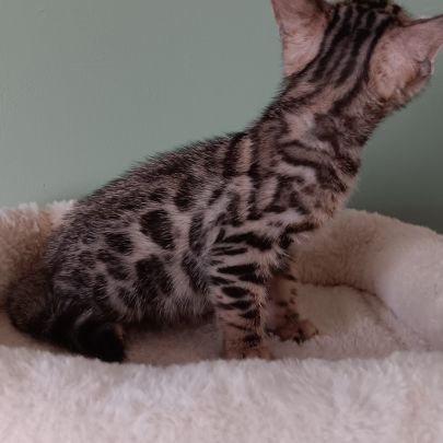 Chaton bengal #4